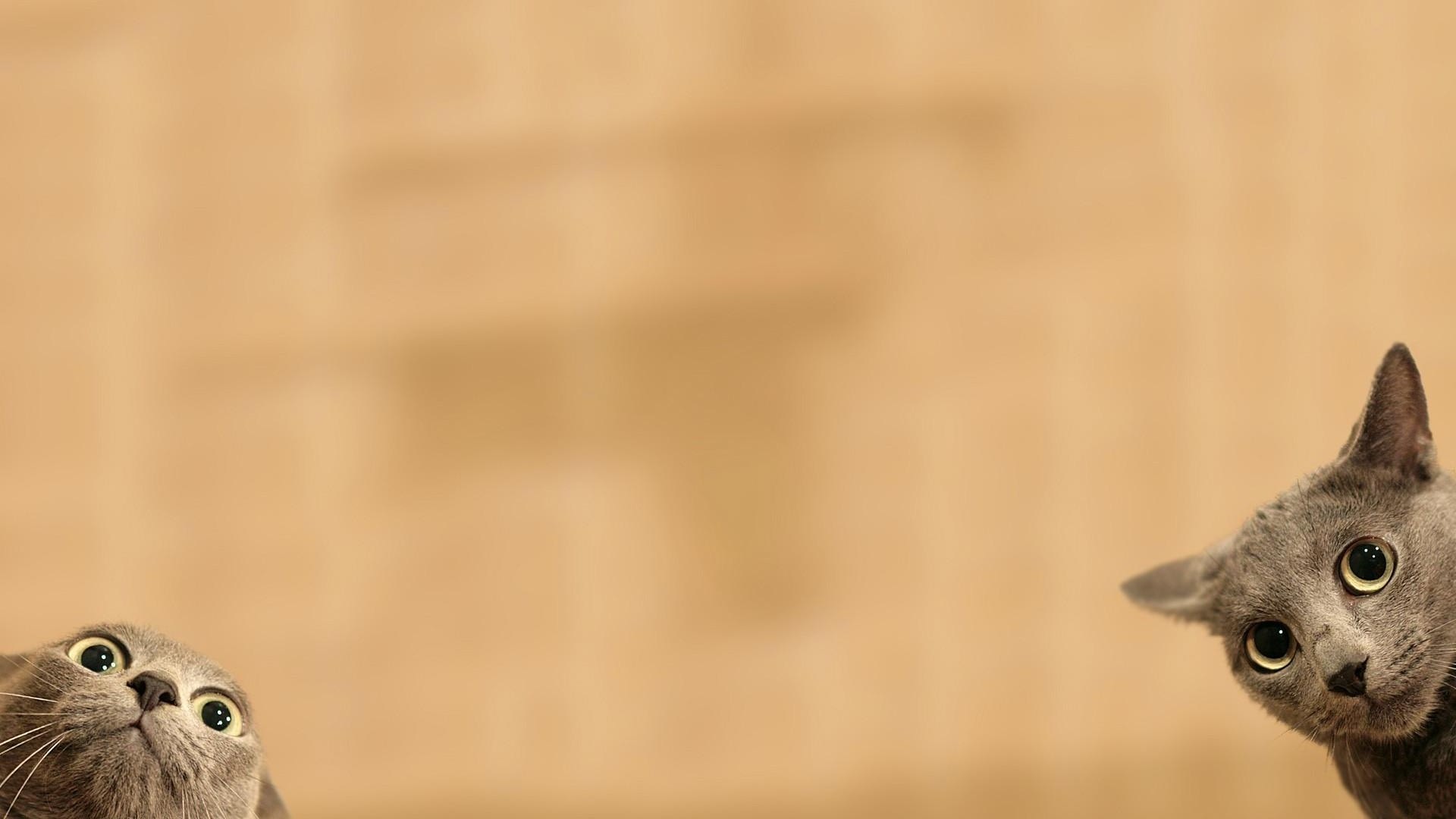 1920 x 1080 HD Wallpapers 1886